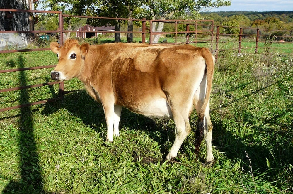 a milk cow