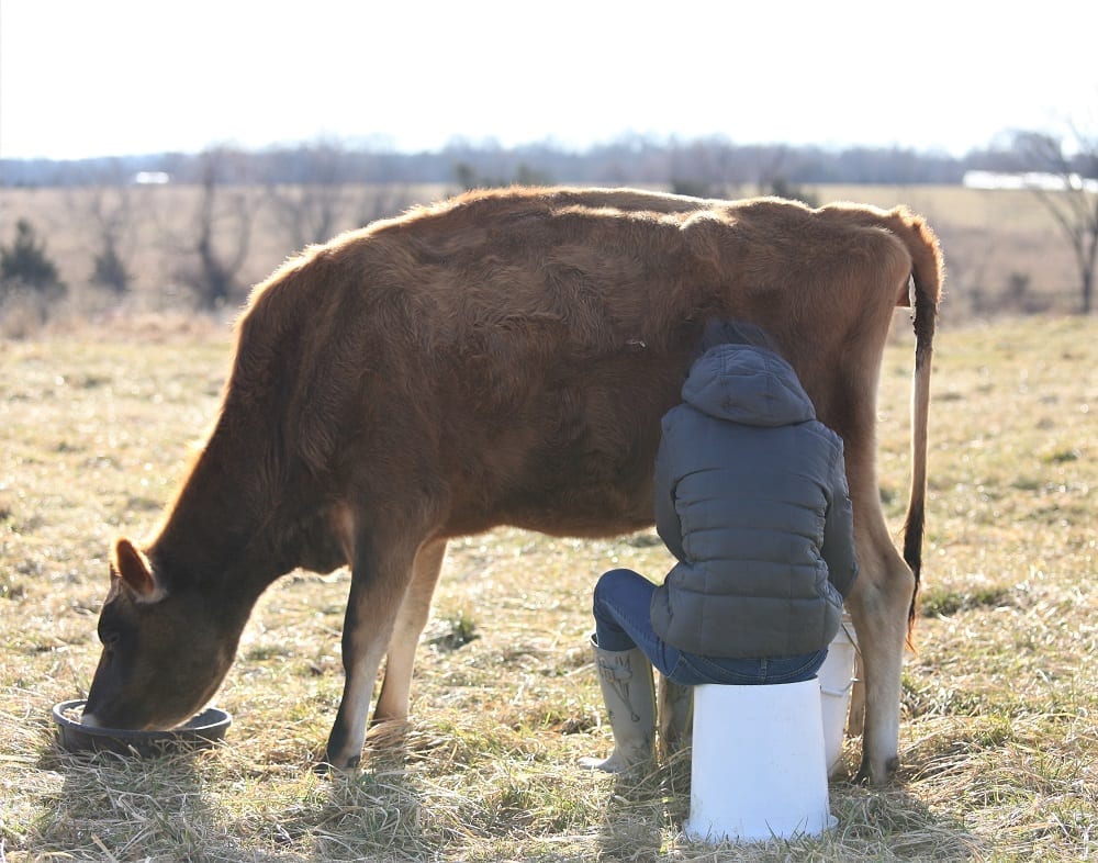 girl milking a cow