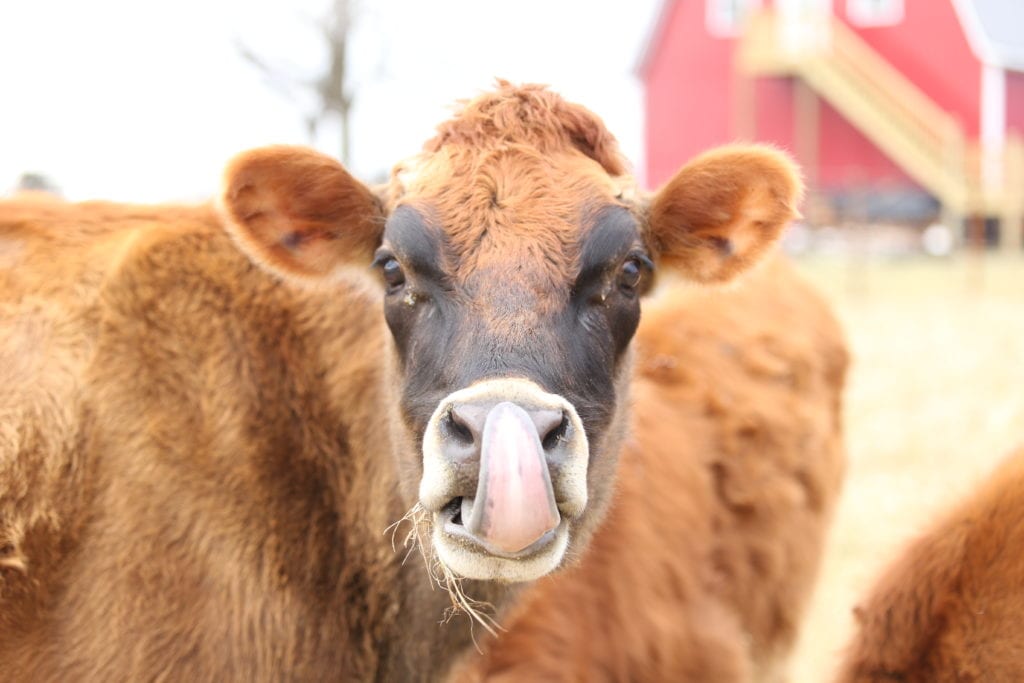 milking cow