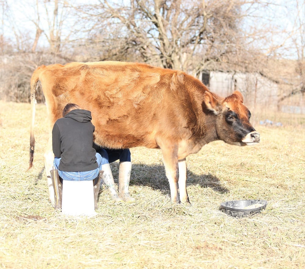 a jersey milk cow