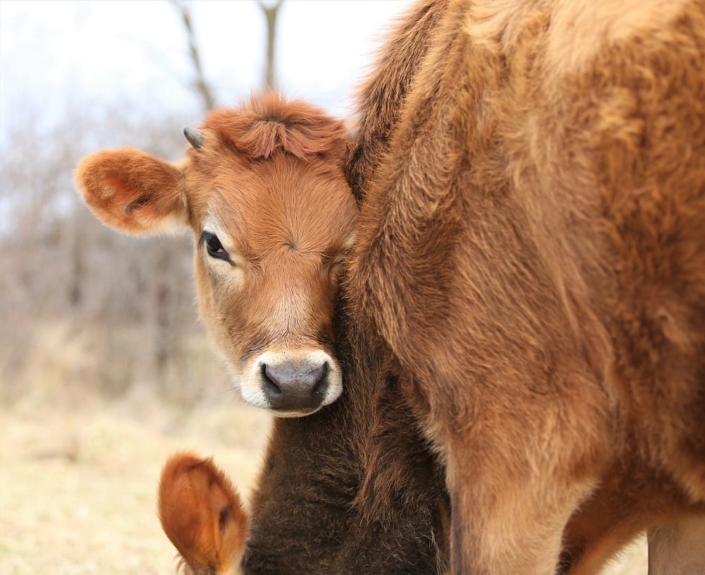 Calf and milk cow