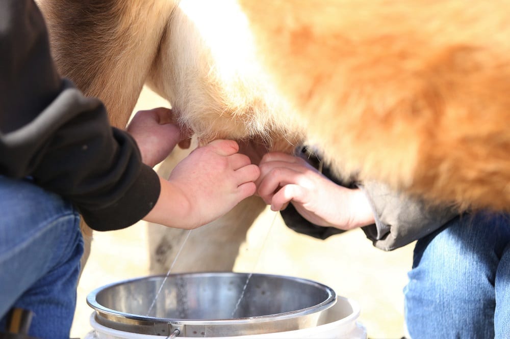 milking a cow