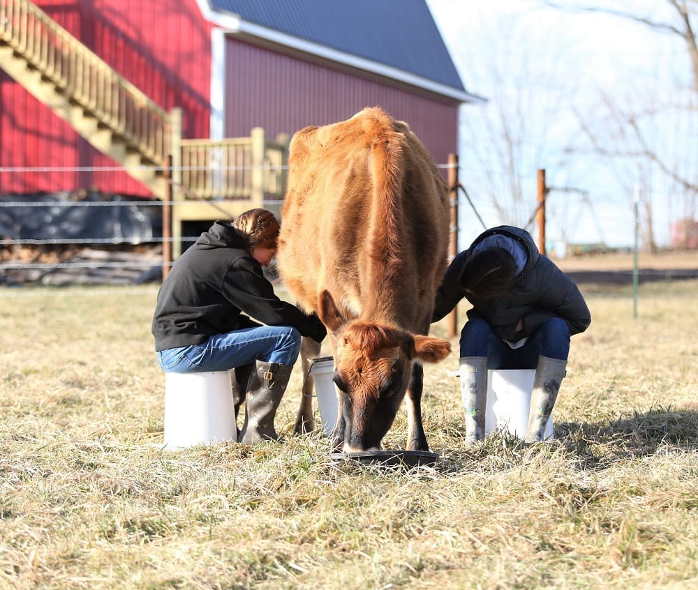 milking a cow