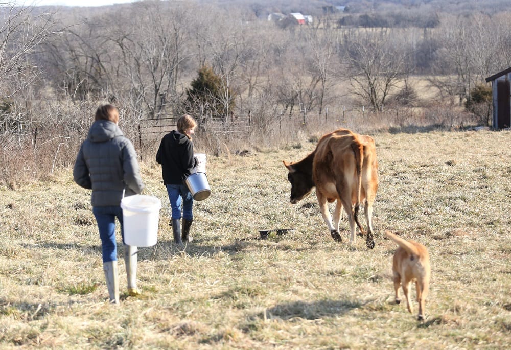 milking a cow