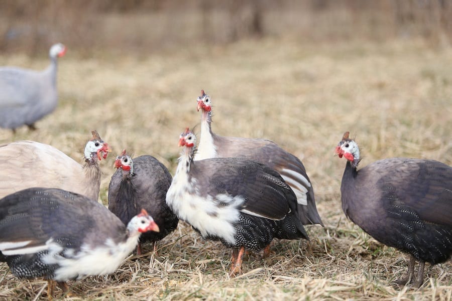 guineas