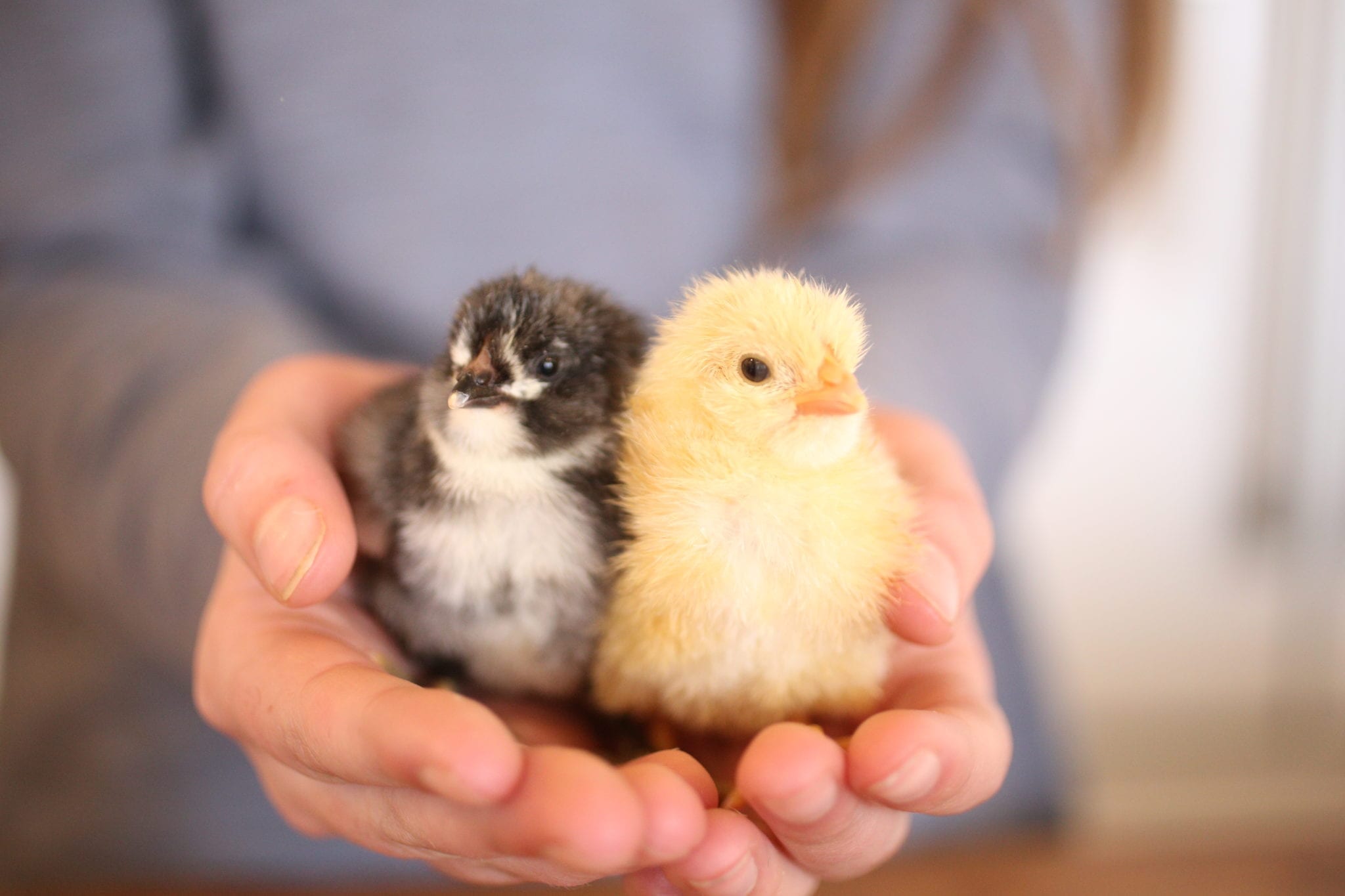 baby chicks homestead