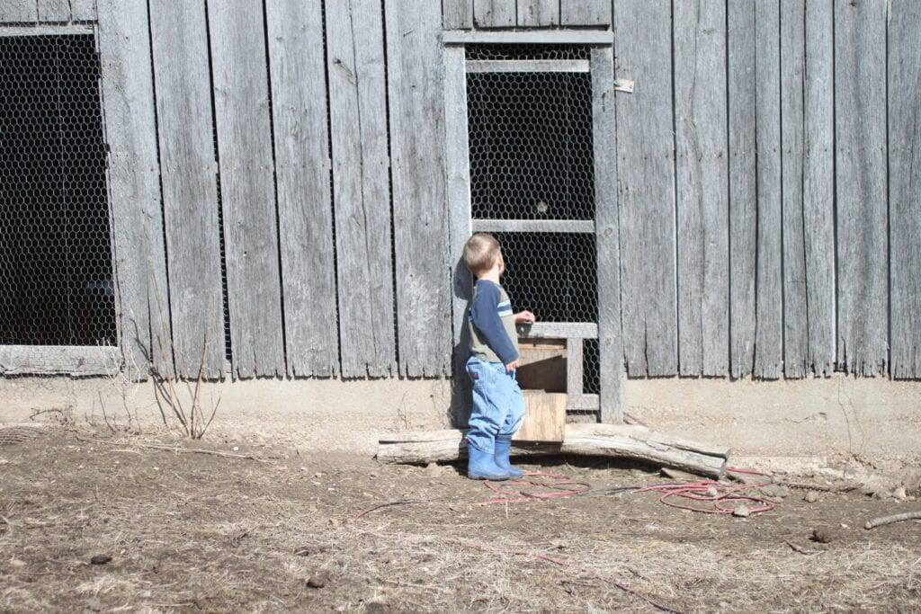 boy chicken house homestead children