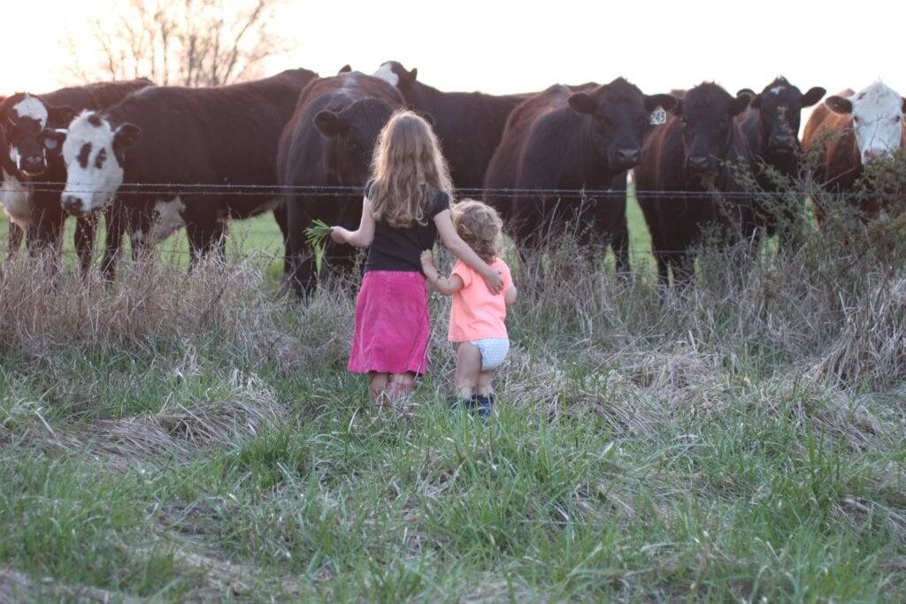 children cattle homestead