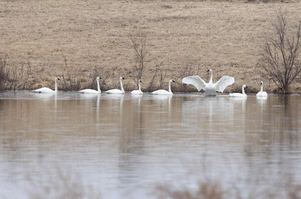 wing swans content