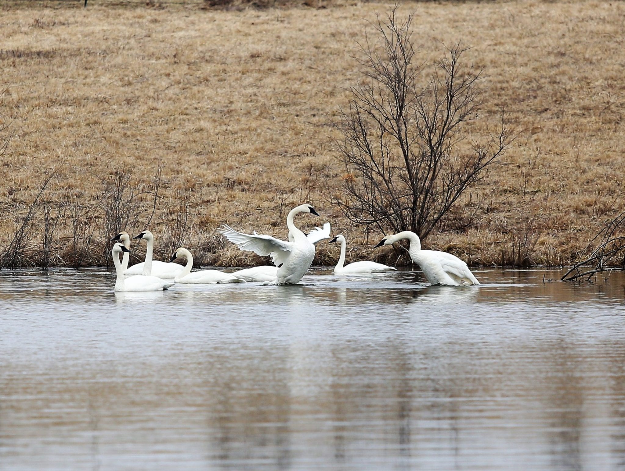 swans wings content