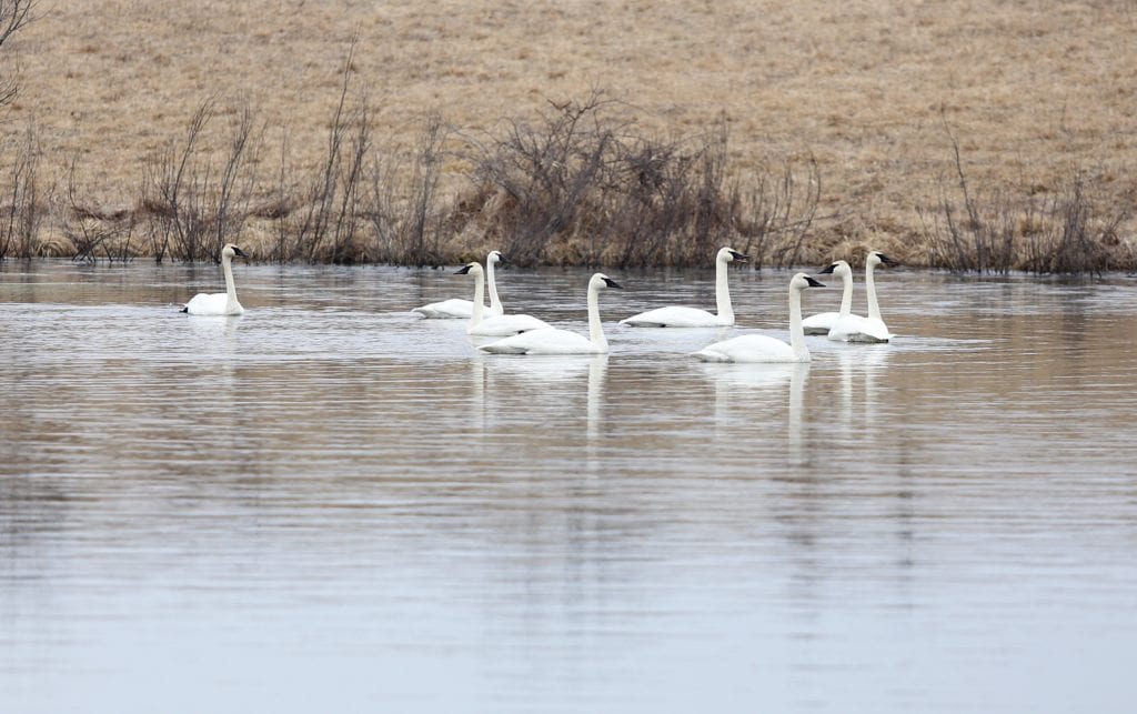 contented swans