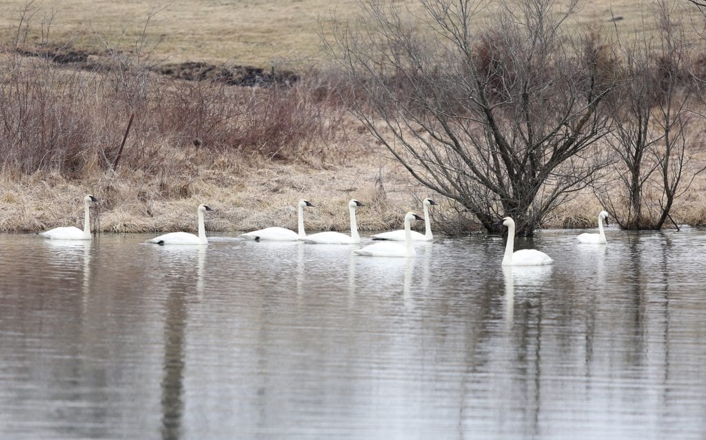 contentment trumpeter swans not complacency