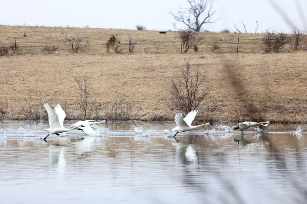 trumpeter swans contentment versus complacency