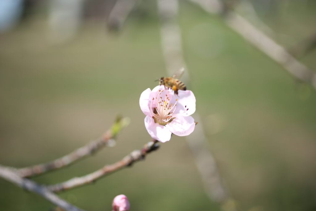 flower contentment