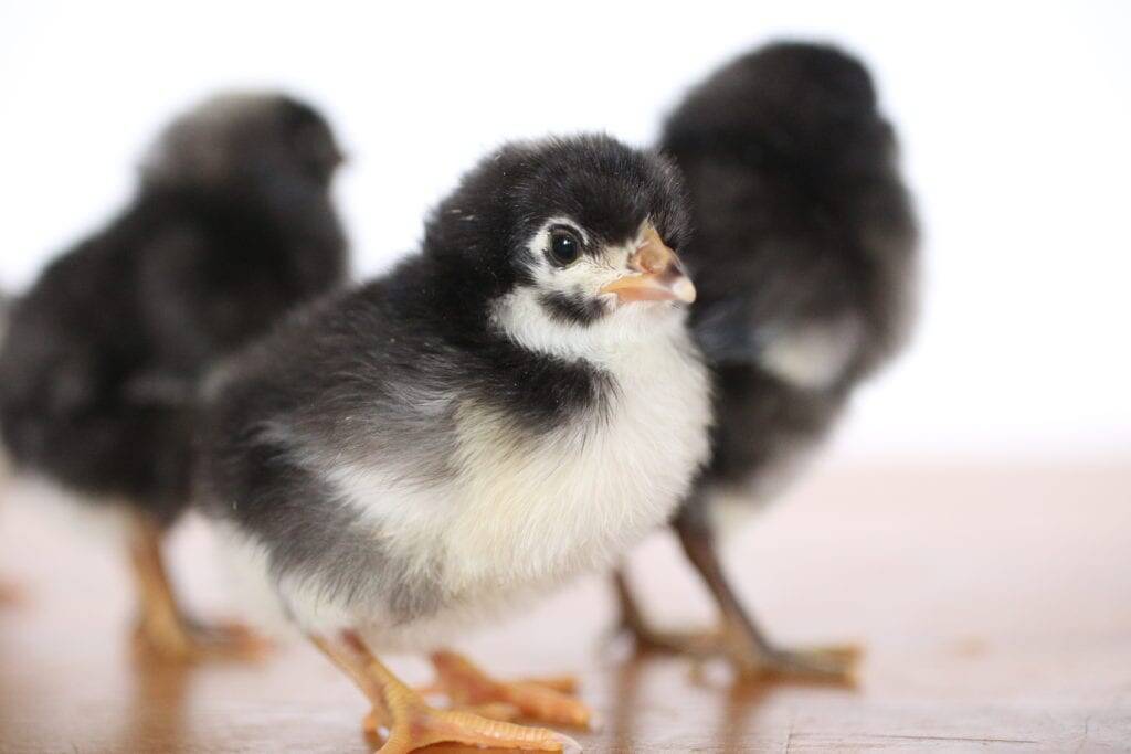 baby chicks homestead contentment