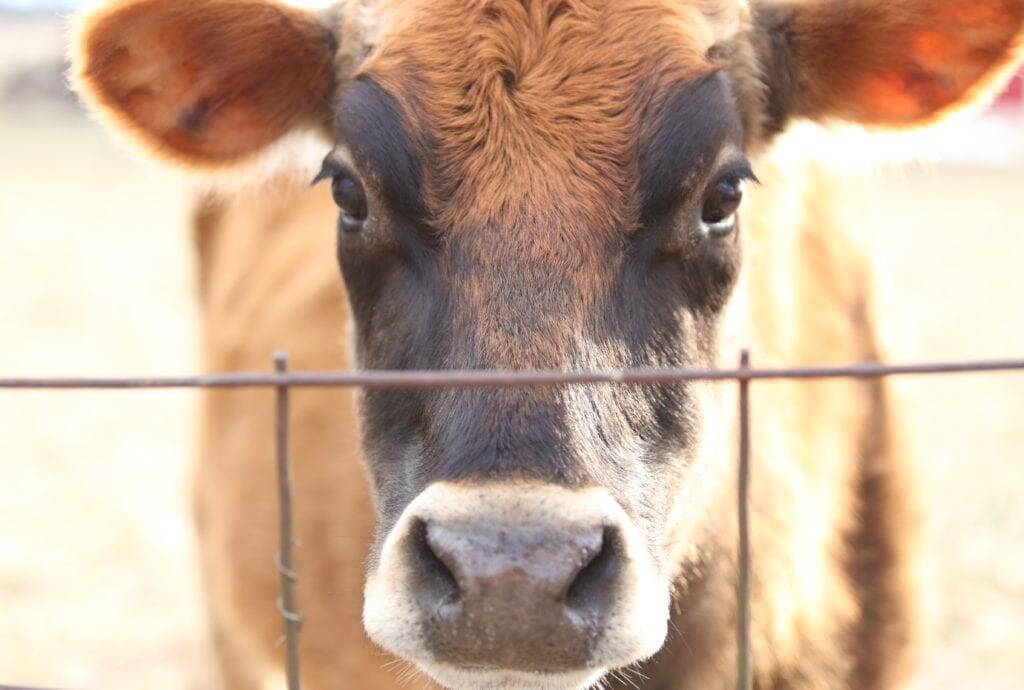 milk cow homestead