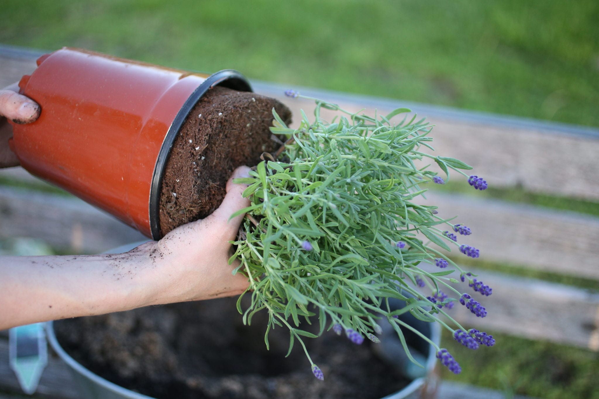 removing lavender from pot