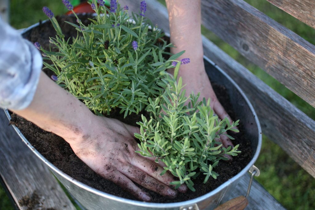 gently planting lavender