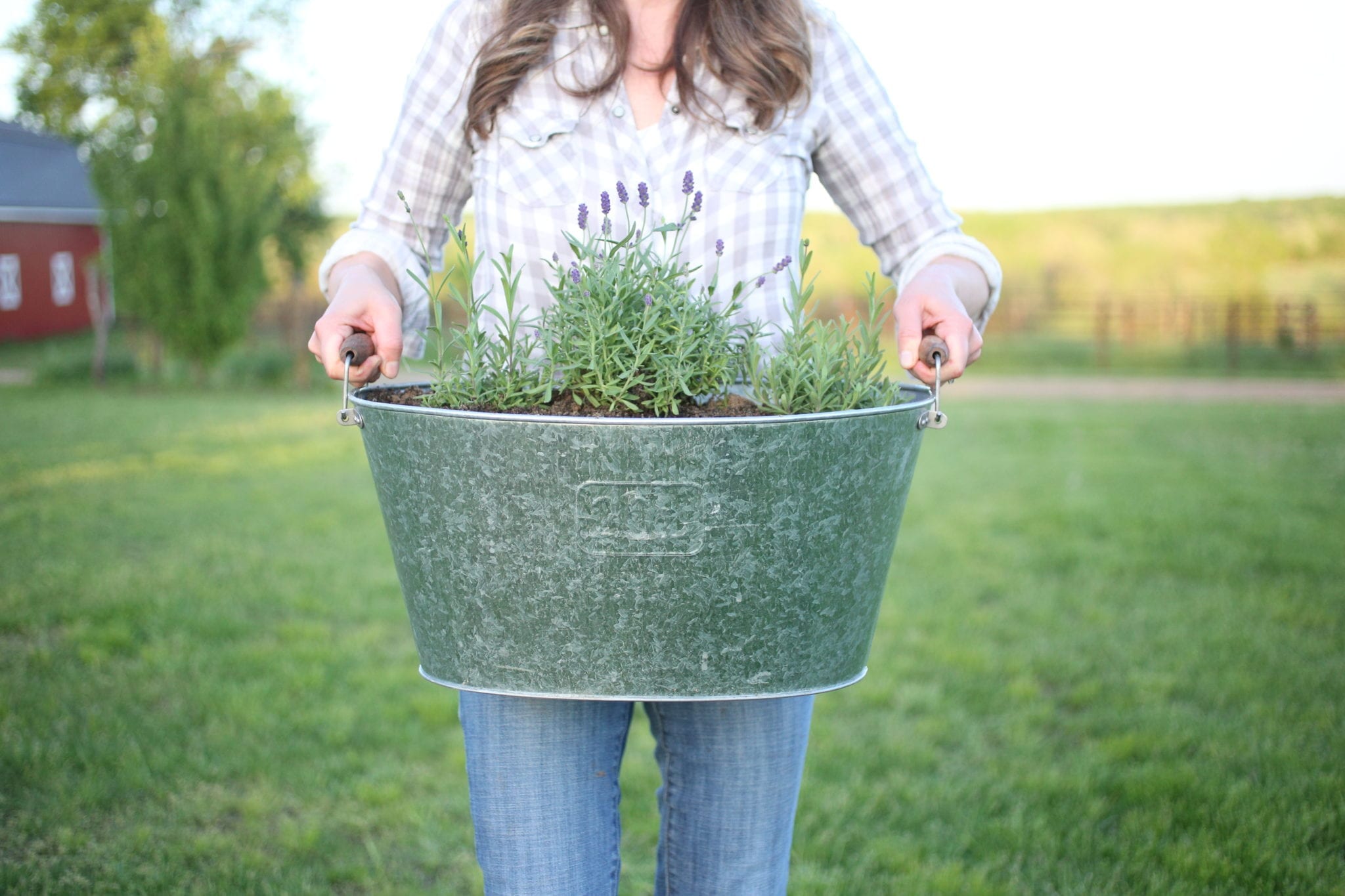 propagating lavender from cuttings