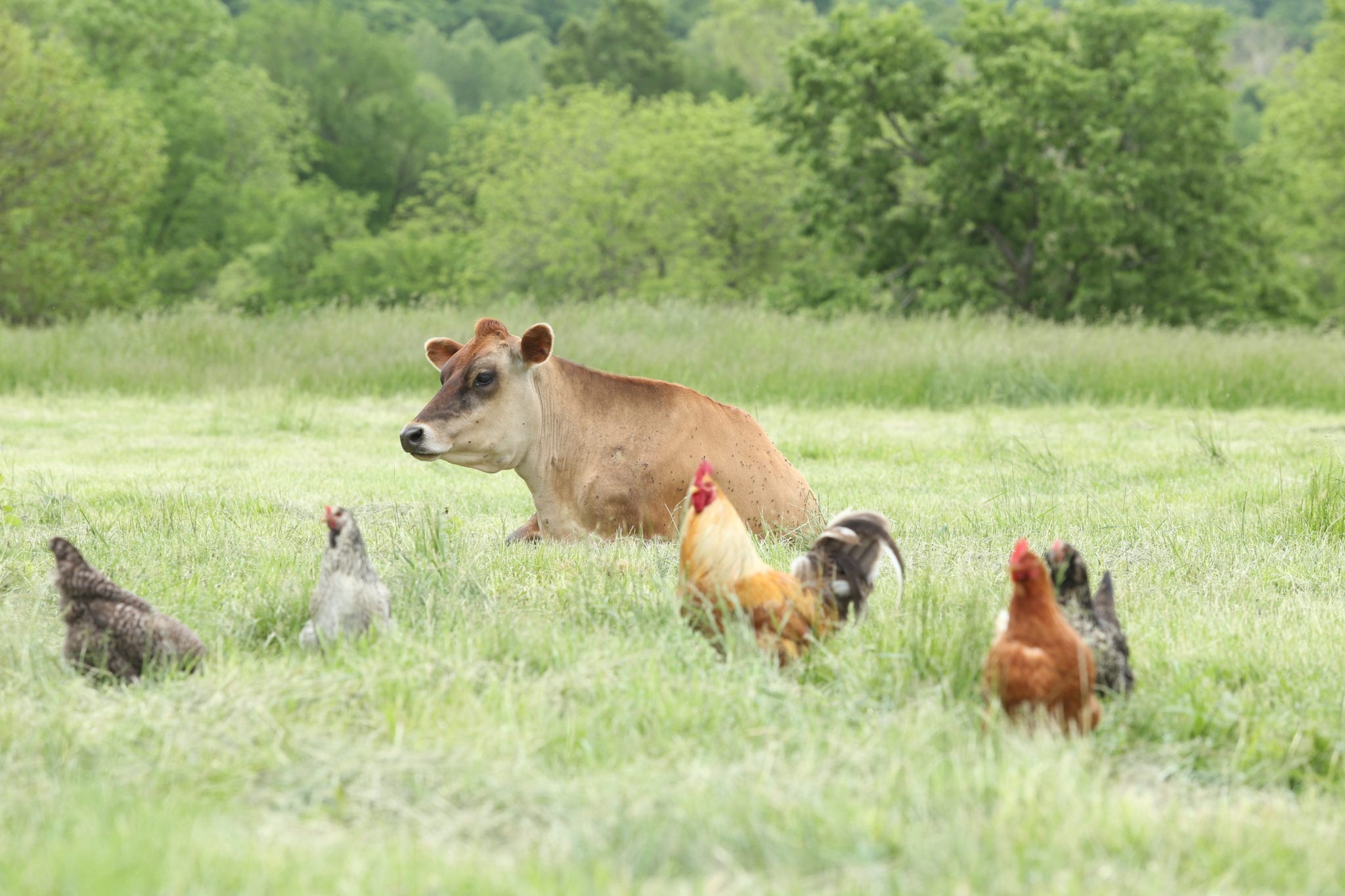 cow and chicken in field