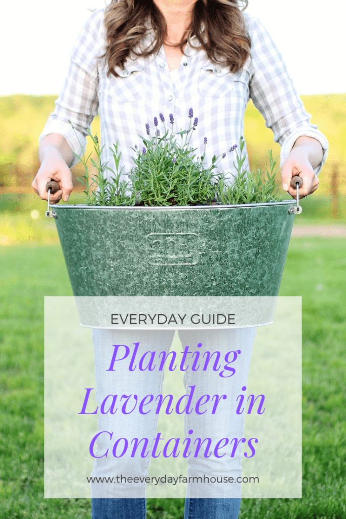 pin planting lavender in containers