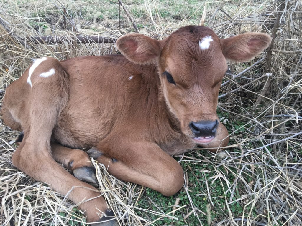 new calf underbite