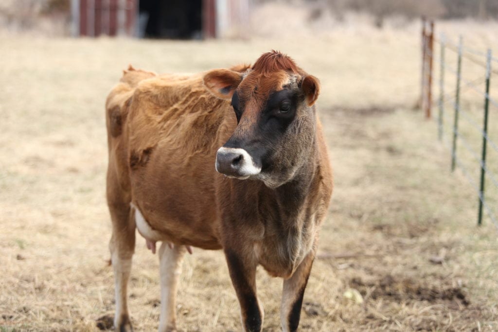 Penelope before calving