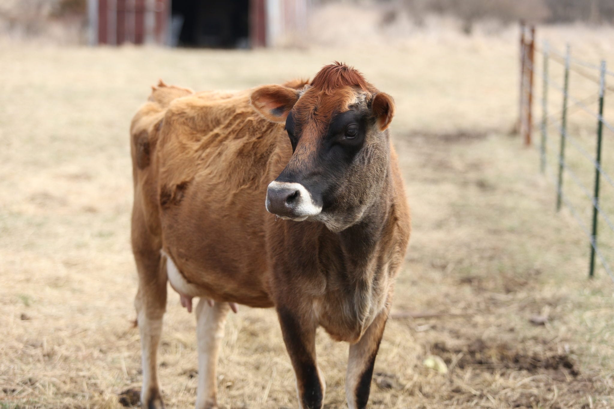 milk cow udder