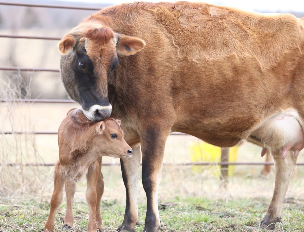 Cow and new calf
