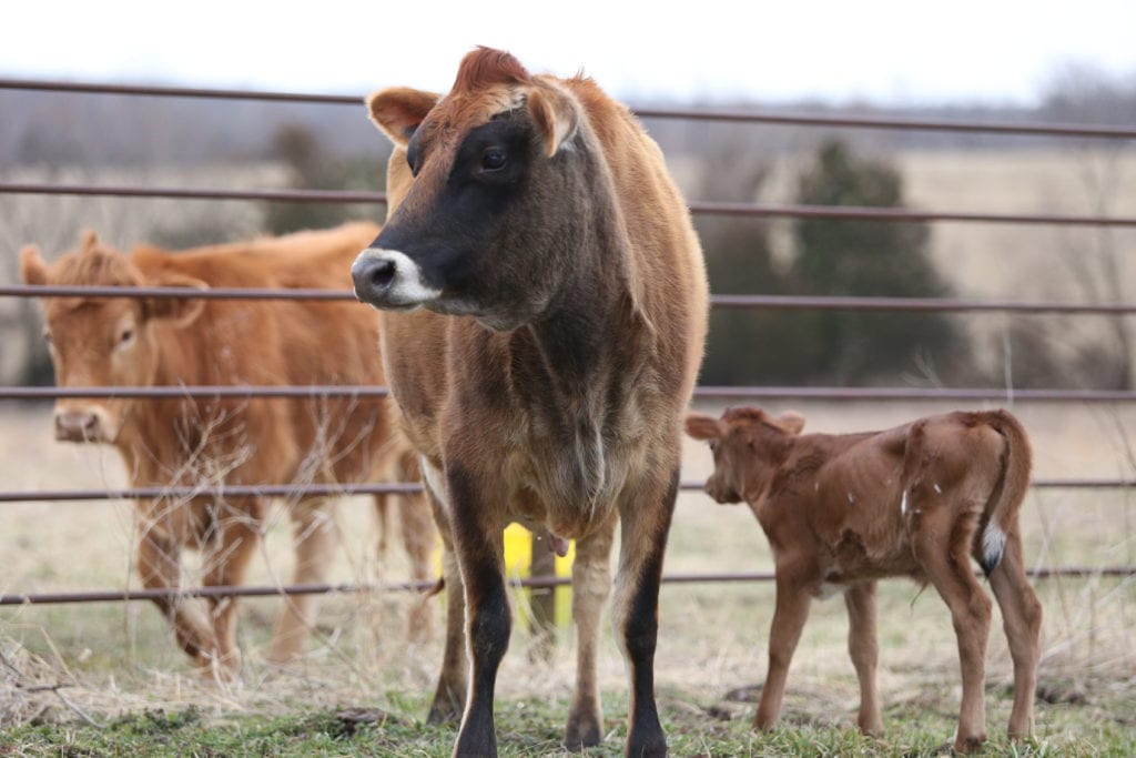 jersey cow spring farm tour