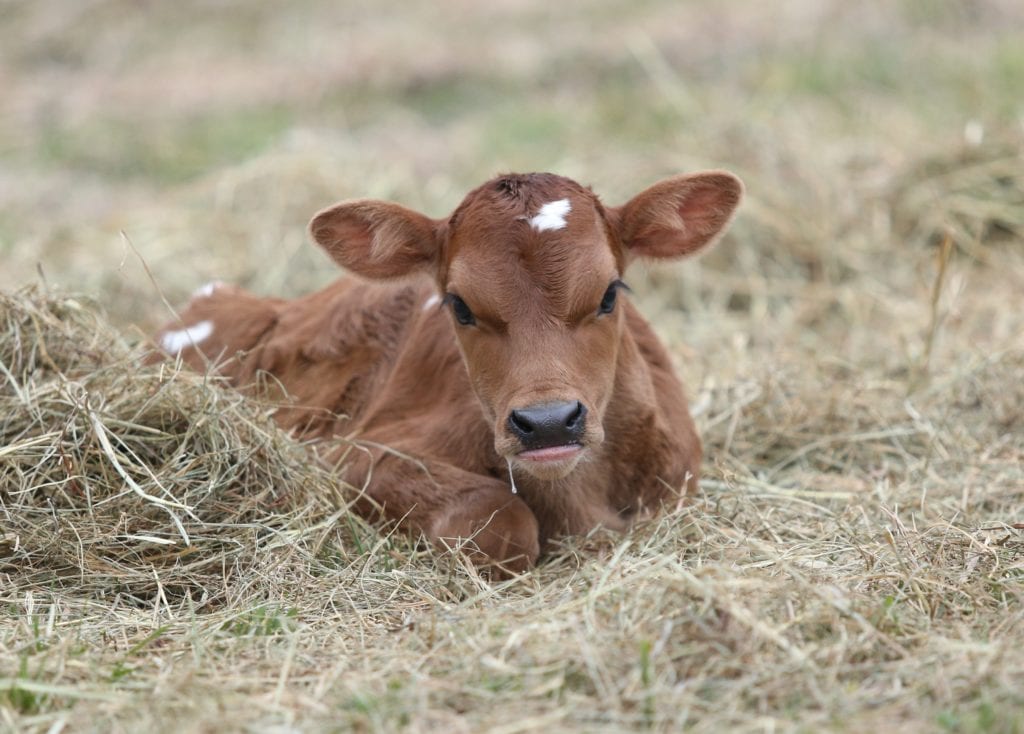 new baby calf