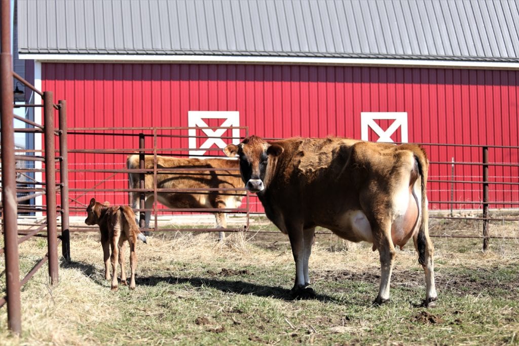 Penelope and new calf huge udder