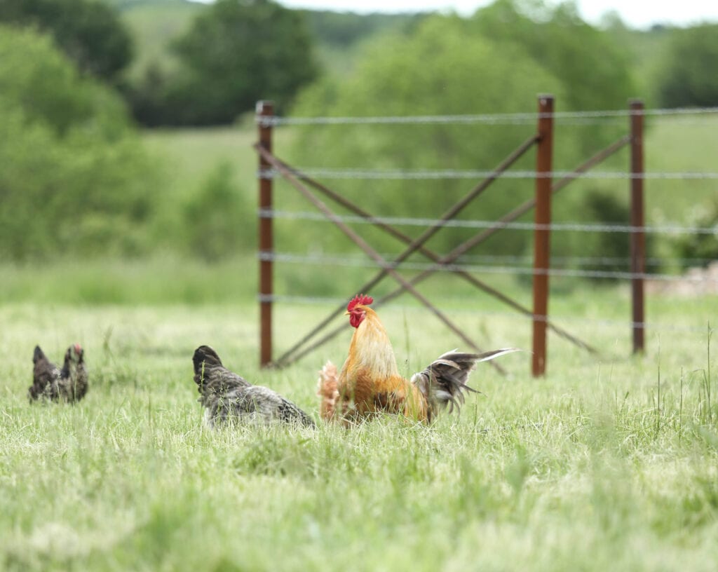 rooster farm tour