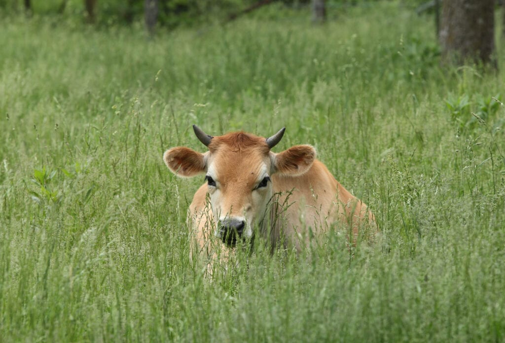 jersey steer