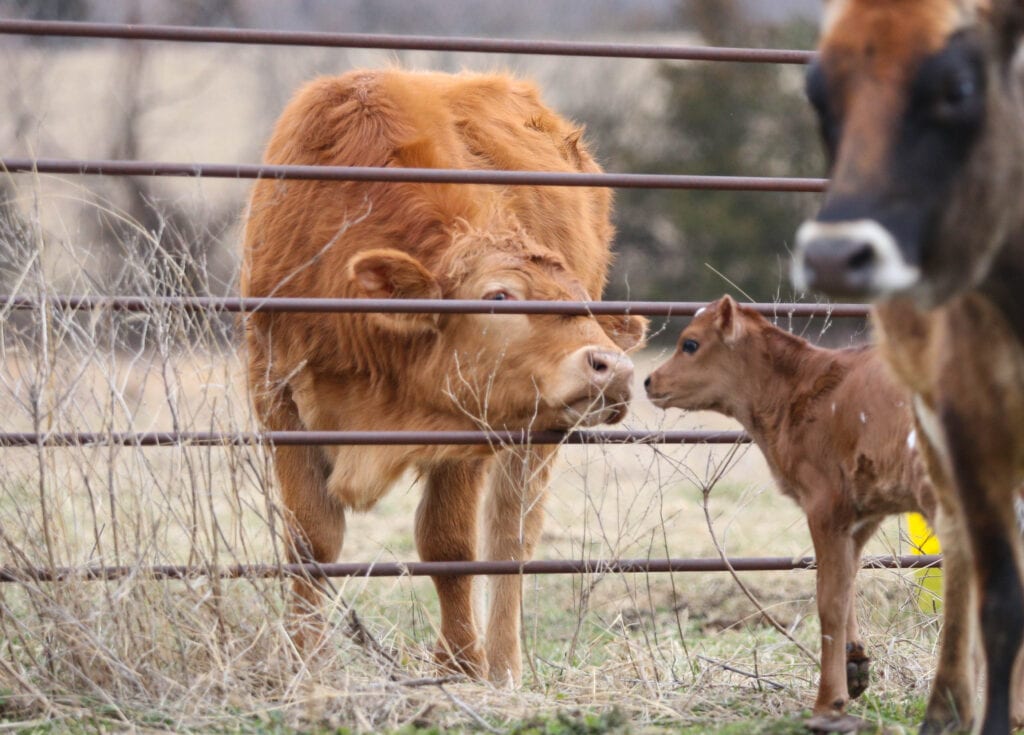 limousin steer sniffing calf farm tour