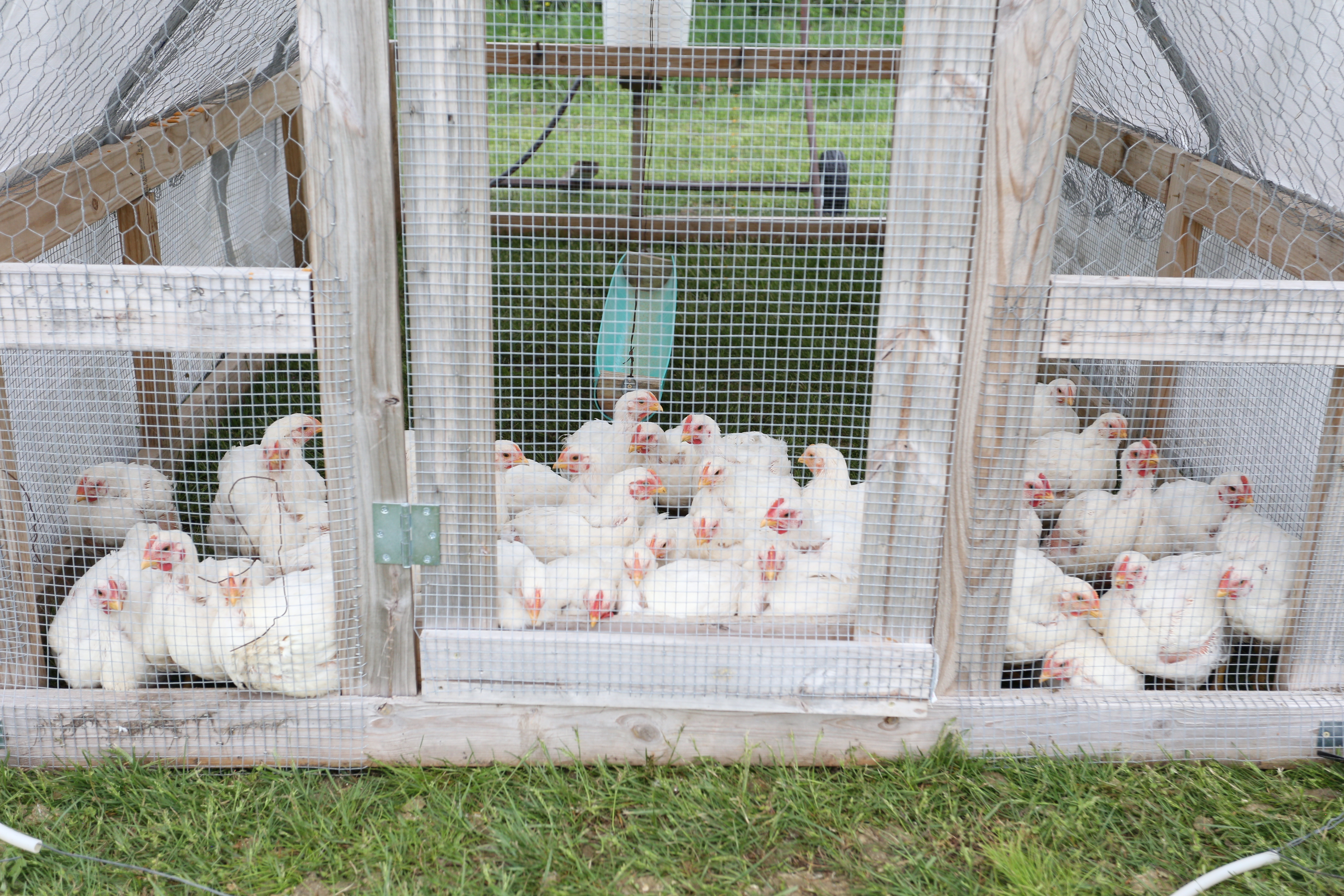 cornish cross chickens farm tour