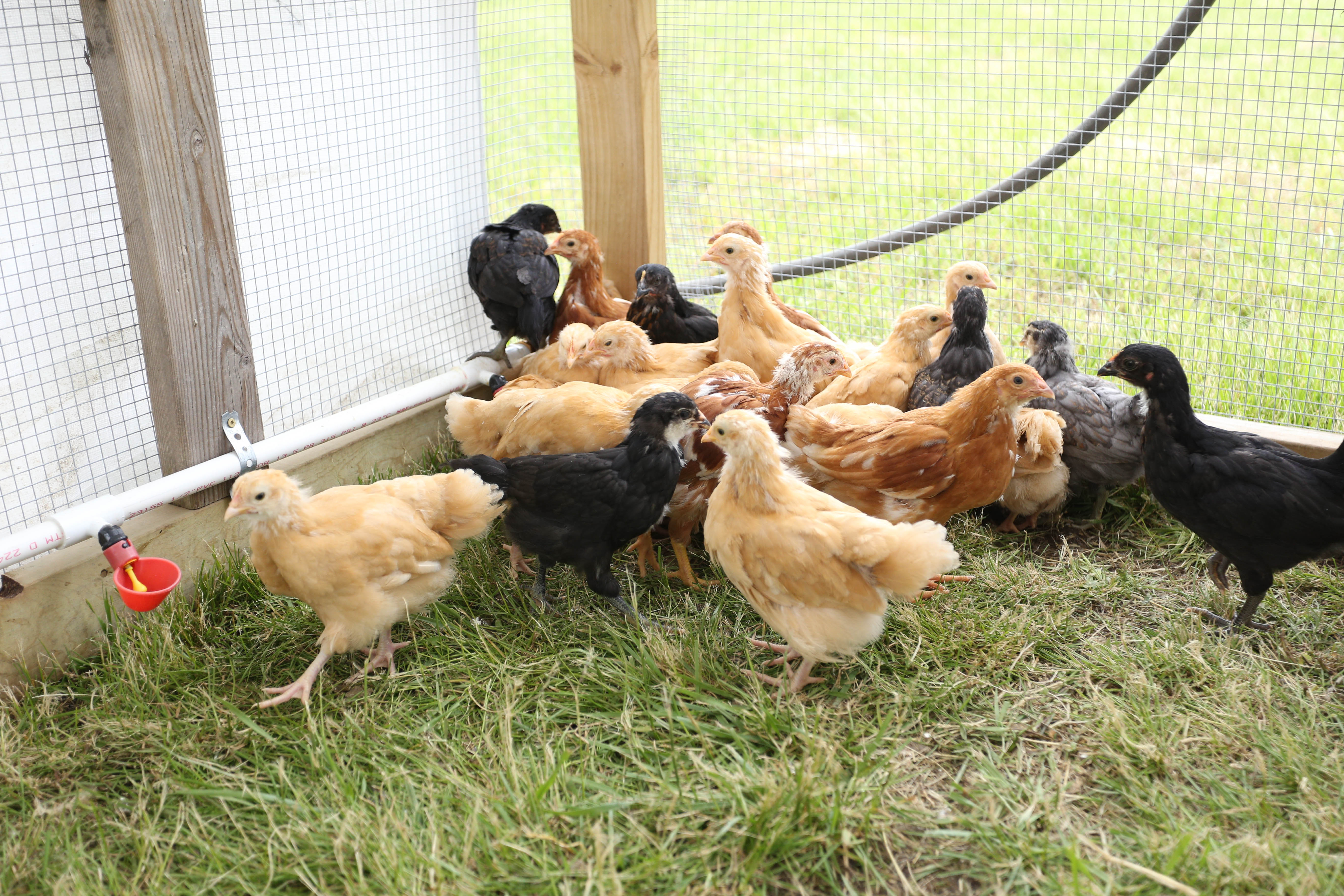 young pullets farm tour