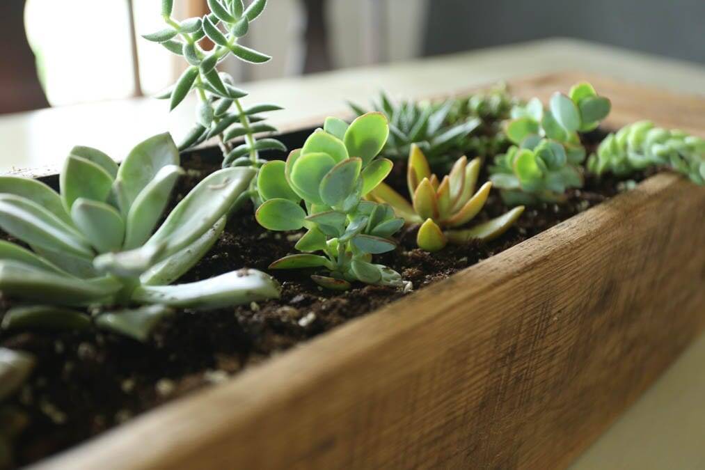 pallet wood succulent planter