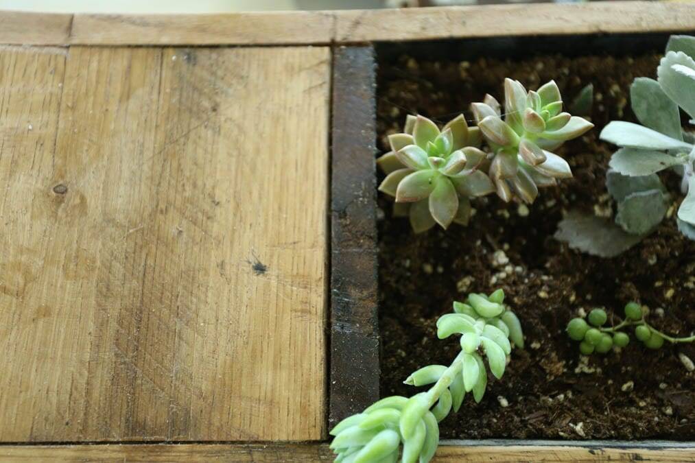close up of pallet wood succulent planter
