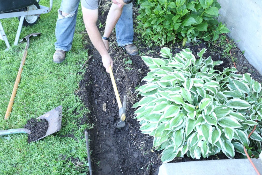 digging roots for front yard refresh