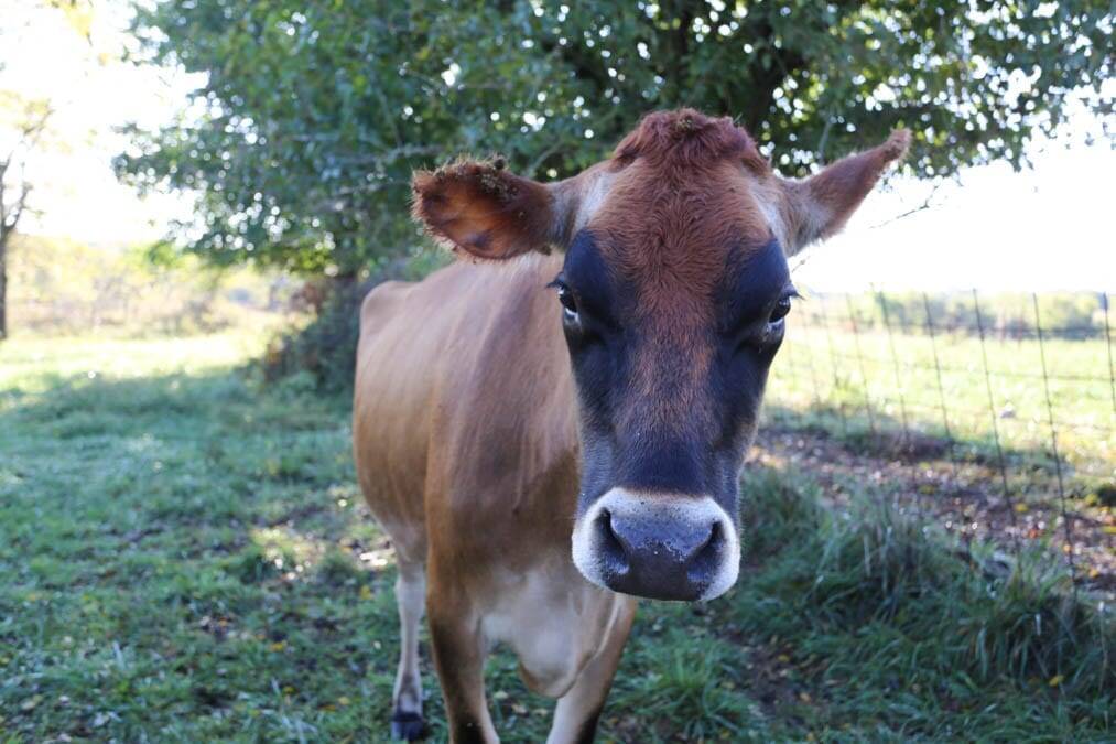 jersey cow homestead