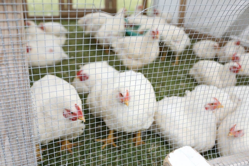 raising cornish cross pastured meat chickens