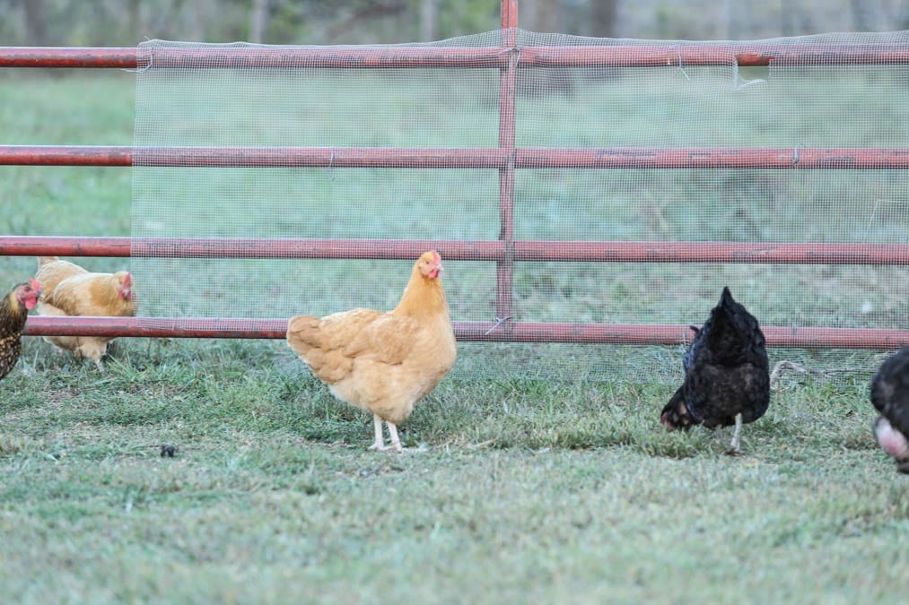 Raising Pastured Meat Chickens–How We Do It
