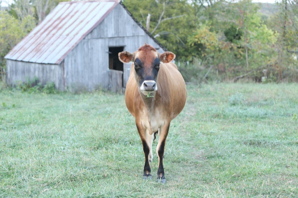 Jersey Cow Giving Birth 