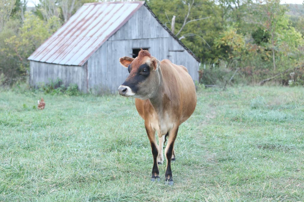 Keeping and Breeding a Milk Cow