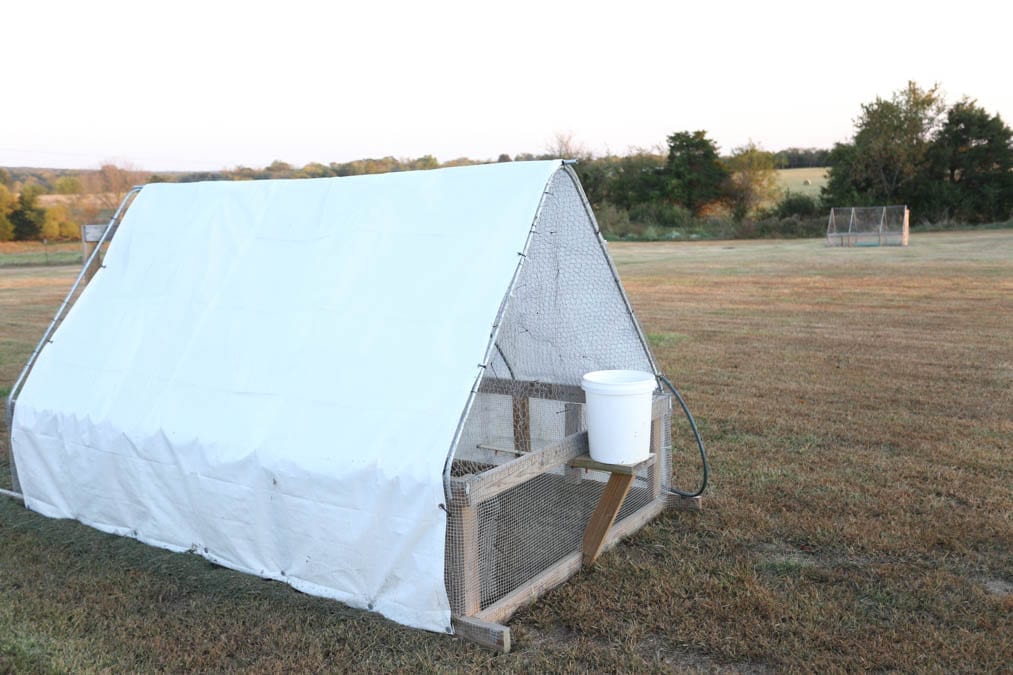 raising pastured meat chickens