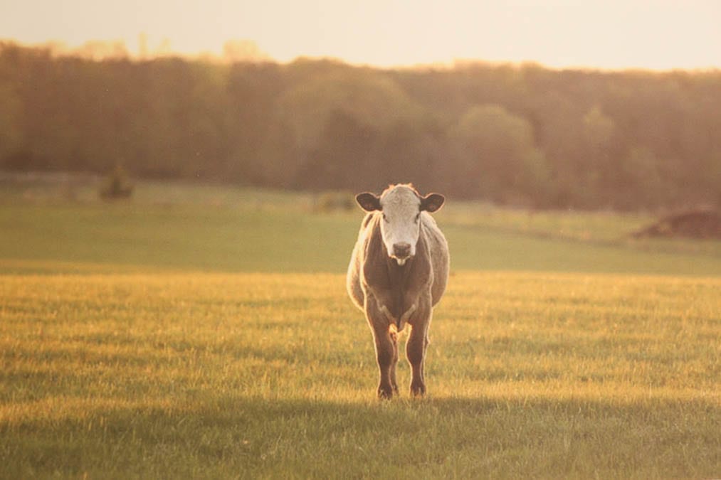 diy photography wall art cow