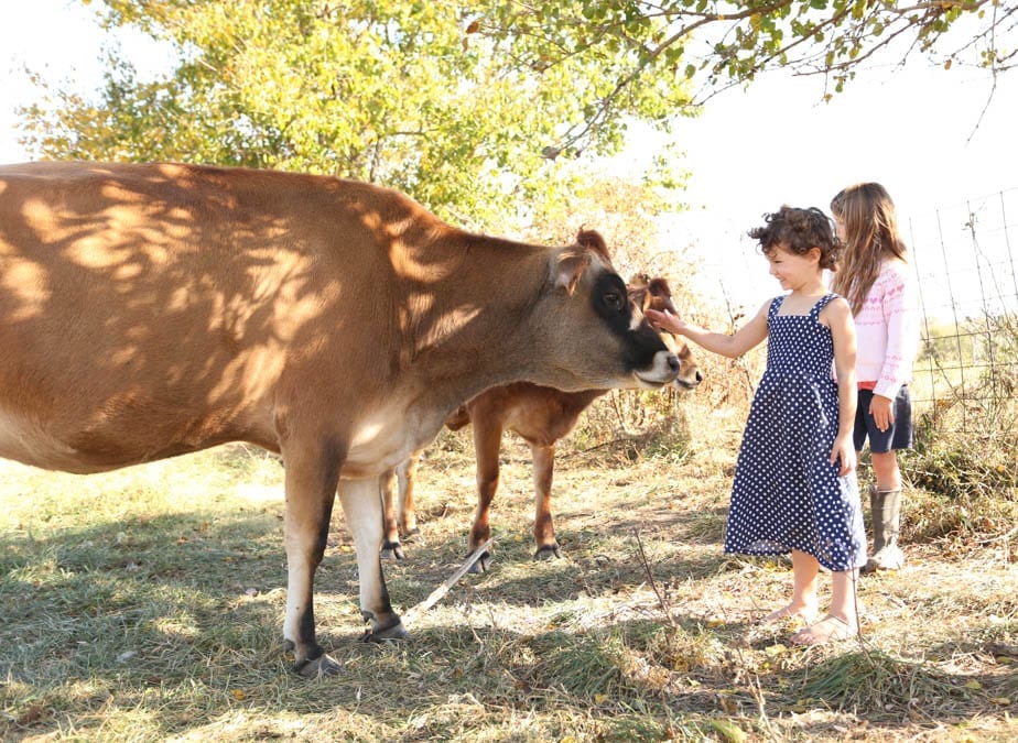 milking cow