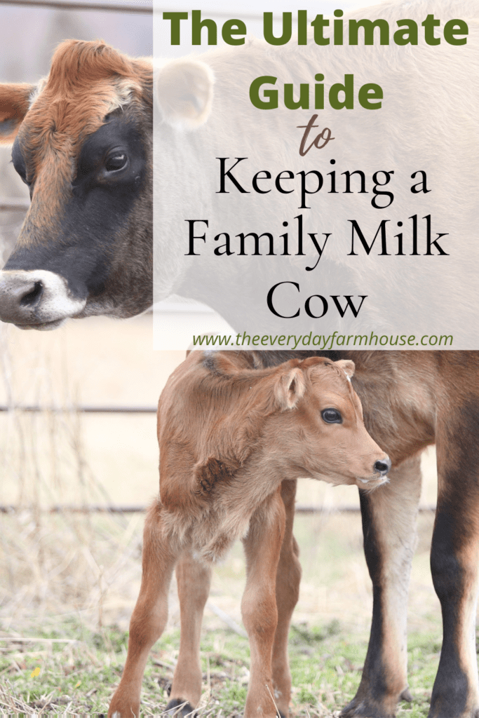 Keeping a Family Milking Cow