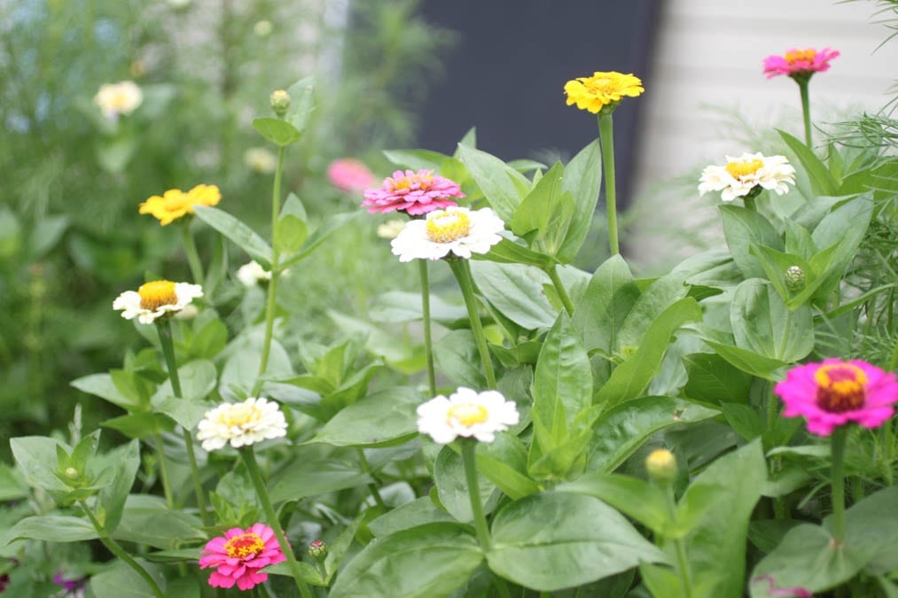 garden zinnias